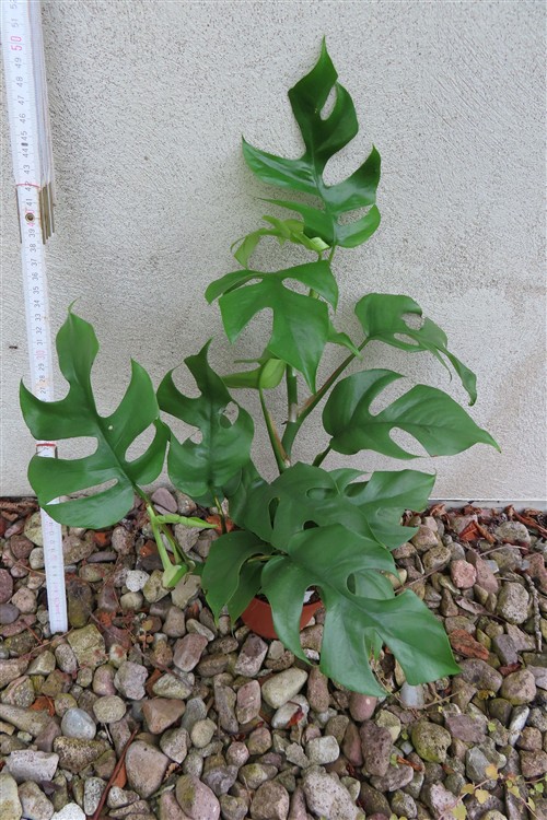 Rhaphidophora tetrasperma