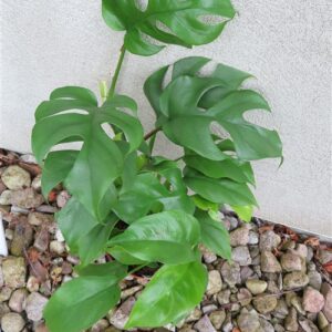 Rhaphidophora tetrasperma