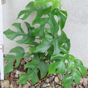 Rhaphidophora tetrasperma