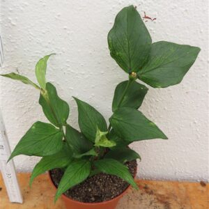 Hoya polyneura