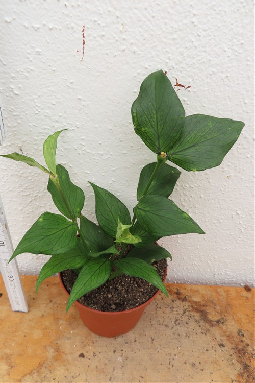 Hoya polyneura