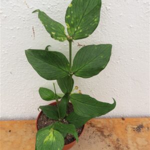 Hoya polyneura