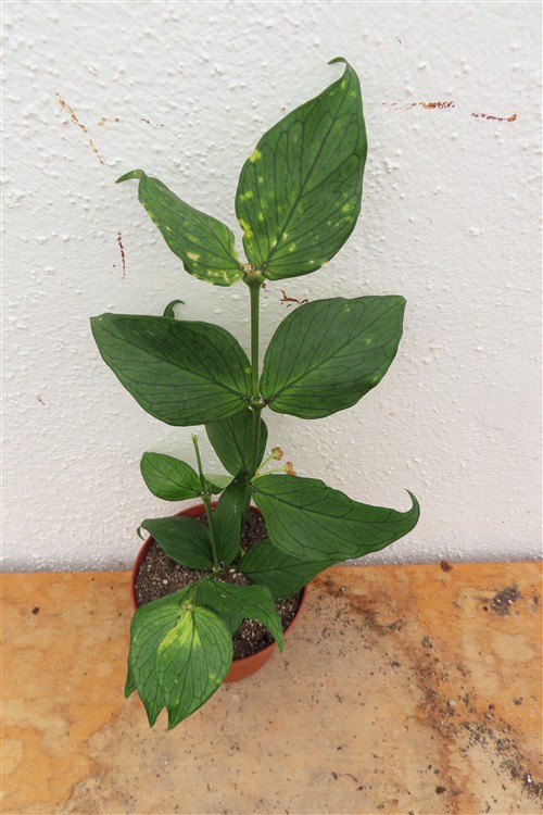 Hoya polyneura