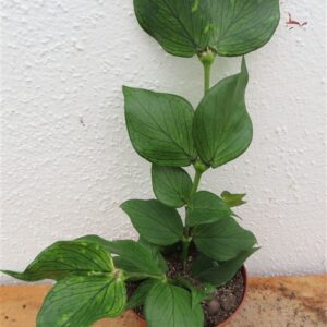 Hoya polyneura