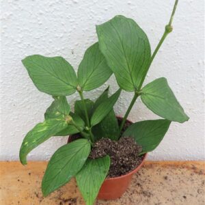 Hoya polyneura