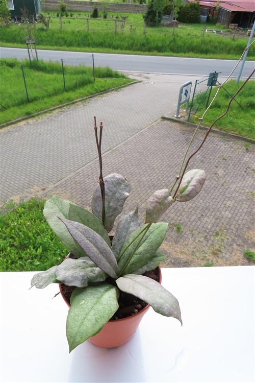 Hoya Mitrata silver