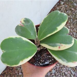 Hoya kerrii variegata