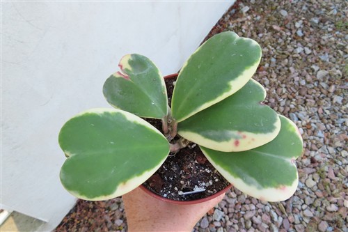 Hoya kerrii variegata
