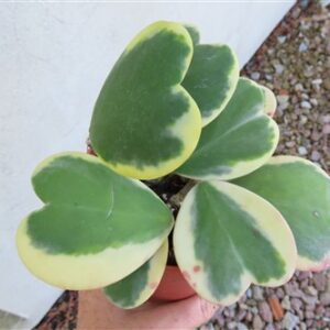 Hoya kerrii variegata