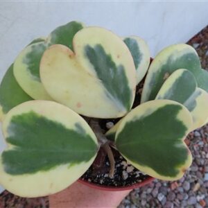 Hoya kerrii variegata