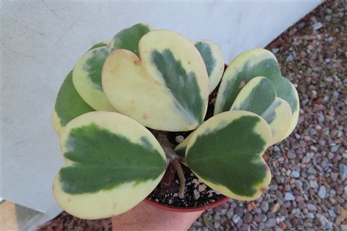Hoya kerrii variegata