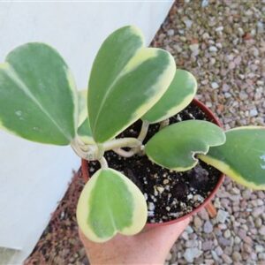 Hoya kerrii variegata