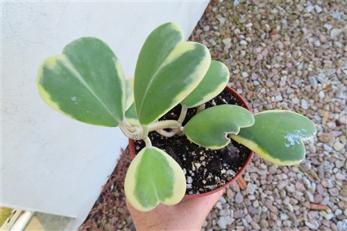 Hoya kerrii variegata