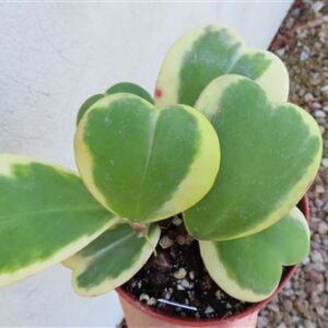 Hoya kerrii variegata
