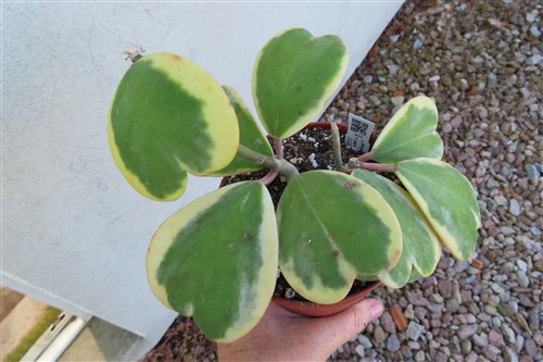 Hoya kerrii variegata