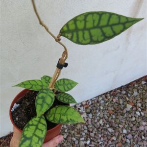 Hoya callistophylla Black Cat
