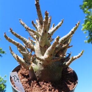 Adenium Baobab