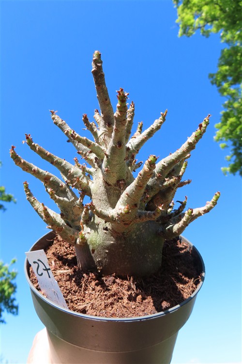 Adenium Baobab