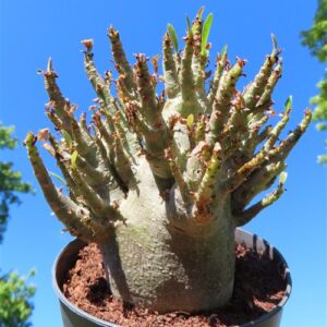 Adenium Baobab