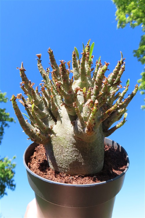 Adenium Baobab