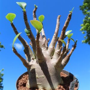 Adenium Baobab