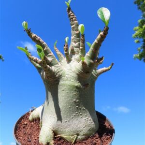 Adenium Baobab