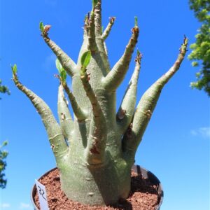 Adenium Baobab