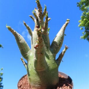 Adenium Baobab