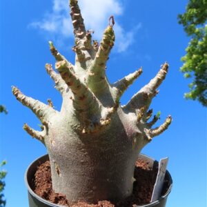 Adenium Baobab