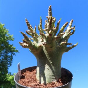 Adenium Baobab