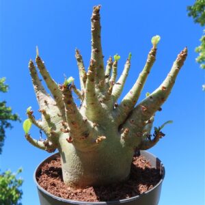 Adenium Baobab