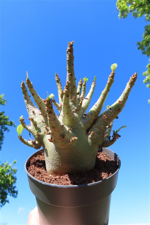 Adenium Baobab