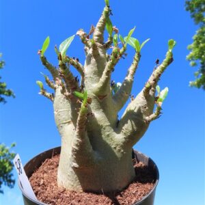 Adenium Baobab