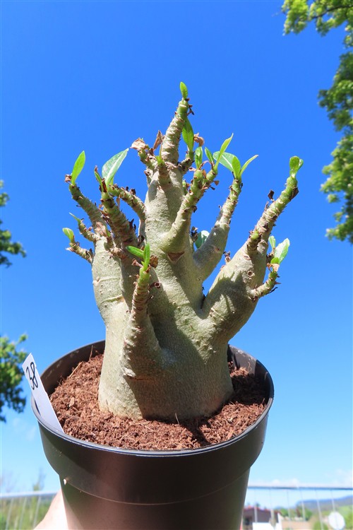 Adenium Baobab