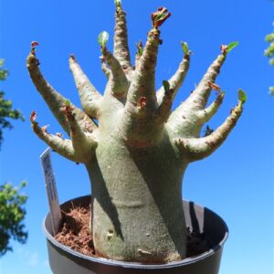 Adenium Baobab