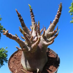 Adenium Baobab