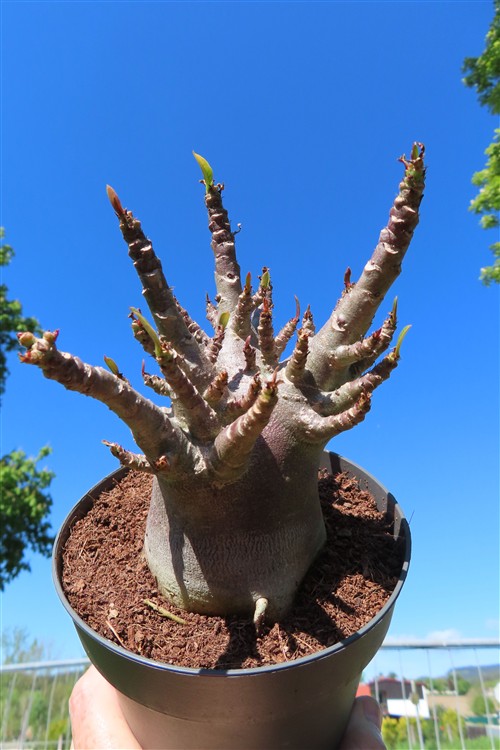 Adenium Baobab