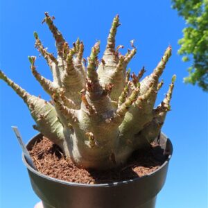 Adenium Baobab