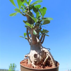 Adenium arabicum