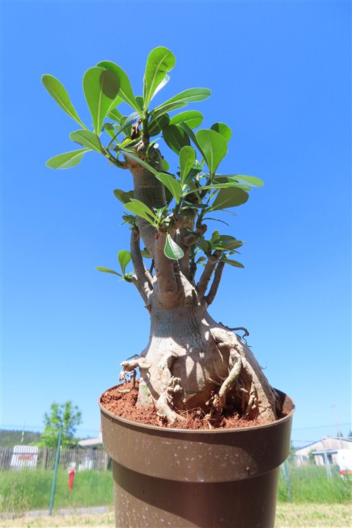 Adenium arabicum