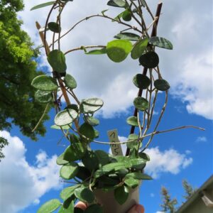 Hoya mathilde