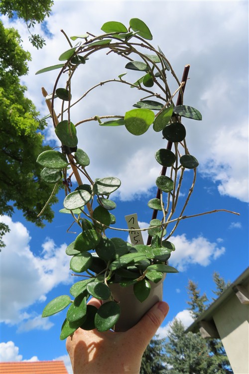 Hoya mathilde