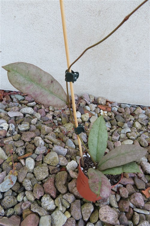 Hoya Mitrata silver