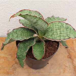 Sansevieria Star Green Granite