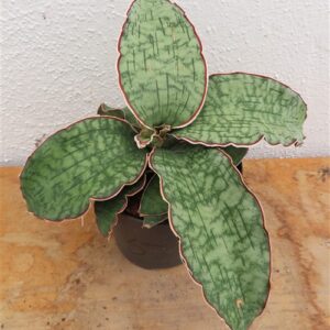 Sansevieria Star Green Granite