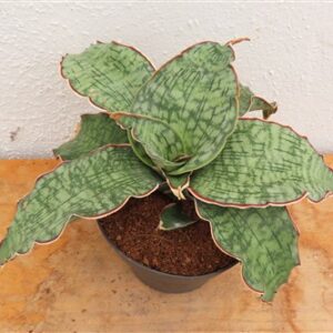 Sansevieria Star Green Granite