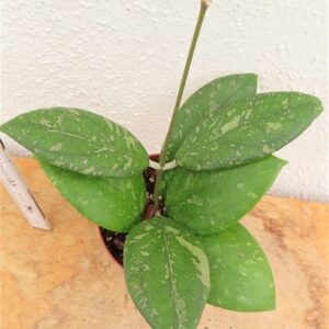Hoya vitellina
