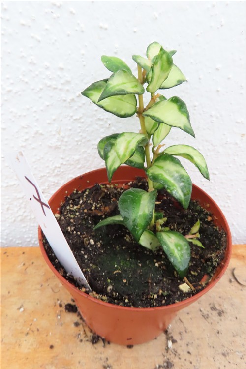 Hoya sp. Bruno