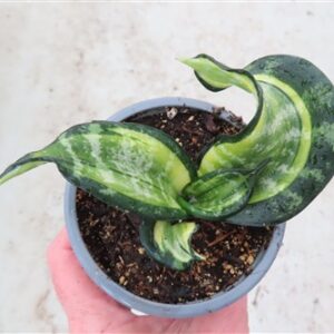 Sansevieria Curly Spiral Star