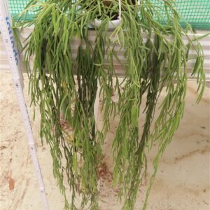 Hoya linearis